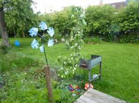 20100528_1958_die_bluehende_quitte_P1030887